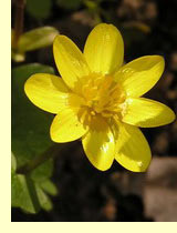 Чистяк весенний (Ficaria verna Huds.) Чистяк весенний (Ficaria verna Huds.)